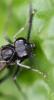 Macrophya annulata